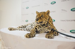 6 июня 2013 года в Уфе торжественно открылся дилерский центр Jaguar Land Rover фото 1